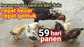 wajib tiru   cara paling cepat panen ternak ayam kampung mudah & hemat tenaga