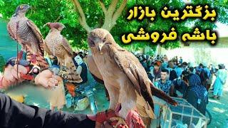 بزرگترین بازار فروش  باشه در افغانستان  The Largest Hawk Selling Market in Afghanistan