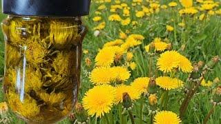 Karahindiba Yağı nasıl elde edilir? Dandelion Oil  Löwenzahn Öl