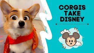 Corgis Take Disney