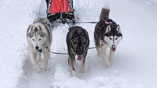 Memphis the Husky CAN Pull a Dog Sled