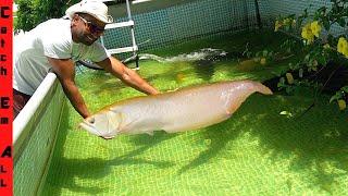 PET AROWANA FISH is OUT-GROWING his POOL POND