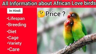 All Information about African Love birds LifespanBreedingDietcageCareprice etc.@parrot dipankar