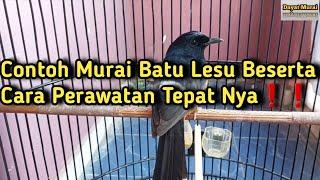 Contoh Murai Batu Lesu Beserta Cara Perawatan Tepat Nya️