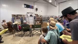 Amish Horse auction 2024