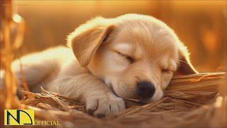 20 HOURS of Dog Calming Music For DogsSeparation Anxiety Relief Musicdog relaxation NadanMusic