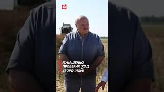 Лукашенко проверил ход уборочной #лукашенко #беларусь #уборочная #политика #новости