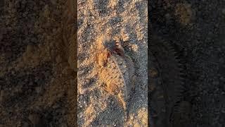 Horned Toad Sonoran Desert