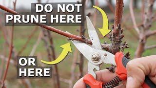 Prune Like This Dont Kill Your Trees