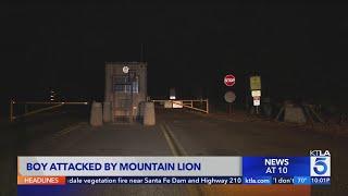 Boy attacked by mountain lion Malibu Creek State Park