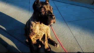 Cane Corso puppy socializing for the first time