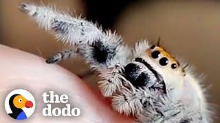 Spider Learns To Ask For High-Fives  The Dodo Little But Fierce