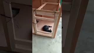 Kucing terlalu capek #shorts #videoshorts