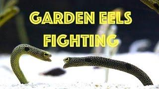 Epic Spotted Garden Eel Fight 2 Eels vs. 1 Eel Incredible Underwater Footage HD