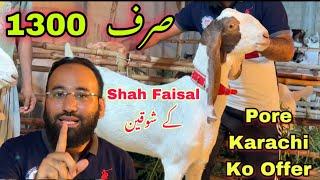 Sirf 1300 Me Bakray Pore Karachi Me Sab Se Sasta Bakra For 2024  Mandi Se Sasta Maal bakra mandi