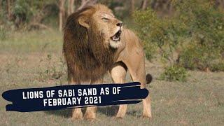 THE LIONS OF SABI SANDS - EPISODE 4 - THE LION DYNAMICS OF THE SABI SANDS - FEBRUARY 2021 UPDATE