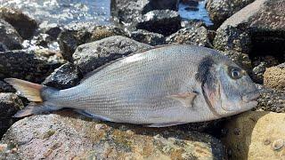 PESCA ALLORATA FINALMENTE UNA BIG