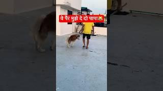 आज से पापा के पैर मेरे हुए‼️ #dog #funny #dailyvlog #husky