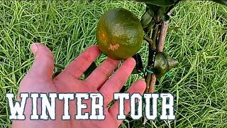 Container Fruit Tree Tour. Winter 2022