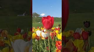 Spring in Türkiye Tulip  Lale  #shortvideo #tulip