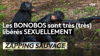 Les Bonobos sont très très libérés sexuellement - ZAPPING SAUVAGE