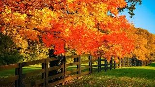 Beautiful Relaxing Music - Soothing Autumn Melodies Mindful and Peaceful Piano Instrumental Music