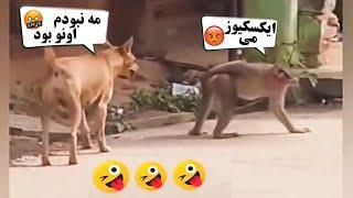 با دیدن این ویدیو ها از خنده گرده درد می شوید   صحنه های خنده دار قسمت 7