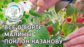 Сорт малины Поклон Казакову. Описание сорта ремонтантной малины Поклон Казакову от соавтора сорта.