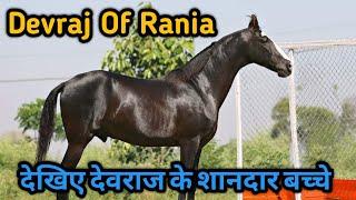 देवराज रणीया के बेहतरीन बच्चे  Top Male Progeny of Stallion Devraj Rania 