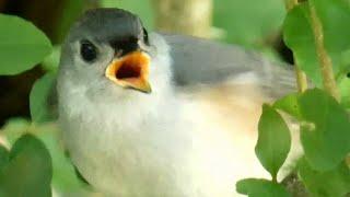 Tufted titmouse Baby bird call loud sounds