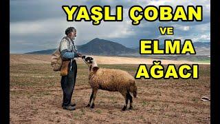 Yaşlı çoban ve elma ağacı - ibretlik dini hikayeler - kısa kıssa