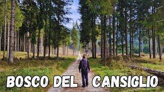 ANTICO TROI DEI CIMBRI BOSCO DEL CANSIGLIO