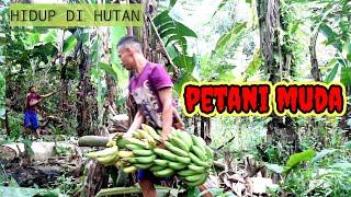 HIDUP DI HUTAN MERAWAT DAN MEMANEN PISANG SEMANGAT BERTANI LI JHON