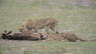 Speed vs  Endurance-  The Cheetahs Hunt for Wildebeest