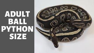 How Big Is An Adult Ball Python? - Benjamins Exotics