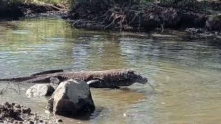 Komodo dragon swiming in the river.