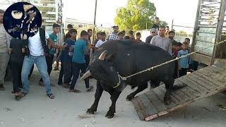 شاهد أجواء العيد في سوق الأربعاء الأبقار والعجول  لن تمل من المشاهدة