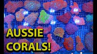 Australian Corals \\ Acans Scolies Acropora Scolies And More From The Great Barrier Reef