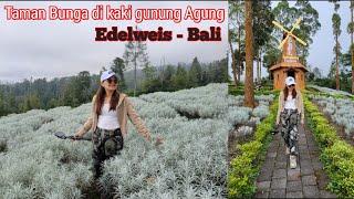 Taman Edelweis Bali Karangasem Taman Bunga di kaki Gunung Agung #jejakmila #bali #edelweis