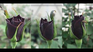 Gizemli Çiçek Karagül BlackRose Siyah Gül Halfeti Gülü. Karagül Gerçekten Siyah mı?