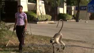 Langur attacks his owner