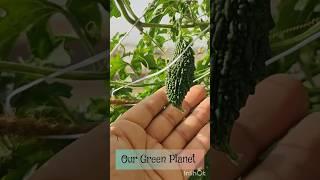 छत पे लगे करेले के पौधे से अब करेला तोड़ने का समय आ गया Growing Bitter Gourd #gardening #shorts