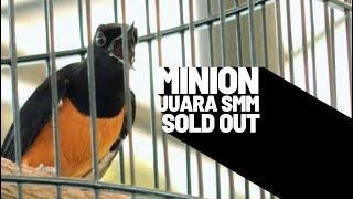 MINION SOLD OUTHabis JUARA Di SMM FEAT GMI JOGJAKARTA #umikasum #muraibatugacorbongkarisian