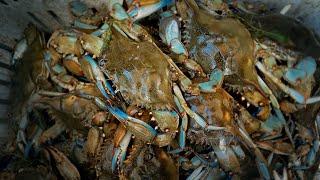 2 Hours of CRAB CATCH and COOKS - Loading up on BLUE CRABS