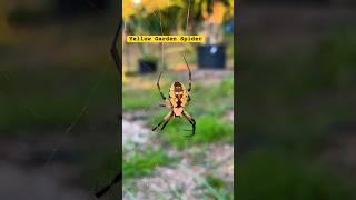 Argiope aurantia ️️ Yellow Garden Spider #spider #arachnids #arachnophobia #gardening ng