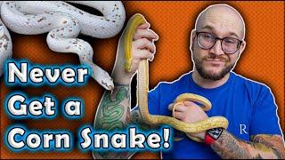 I REFUSE To Get A Corn Snake and YOU Shouldnt Either Heres Why