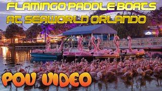 POV of Flamingo Paddle Boats at SeaWorld Orlando  #adventureschmuck #pov #travelvlog #themepark