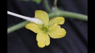 How To Hand Pollinate Watermelon Flowers