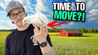 When Can Baby Chicks Move Out To The Coop?  Transitioning Your Chicks