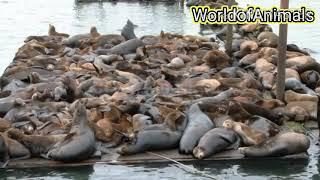 Wild sea lion large population on the  docks
